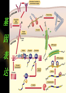 5 RNA合成