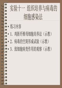 实验十一组织培养与病毒的细胞感染法-华北煤炭医学院