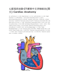 心脏冠状动脉CT解剖中文详细标注(图文)