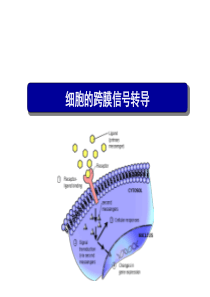 细胞的跨膜信号转导