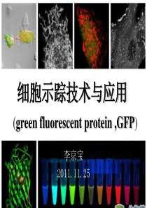 细胞示踪技术与应用(GFP)