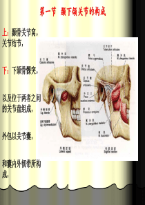 01第一节   颞下颌关节的构成