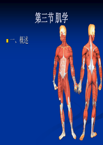 人体解剖学_第二章_运动系统-肌学-文档资料