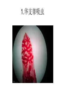 病原生物学实验考试图片!!!(医学生专用)