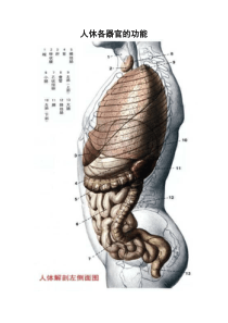 人休各器官的功能