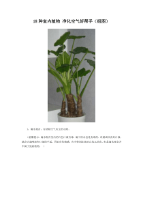 18种室内植物 净化空气好帮手