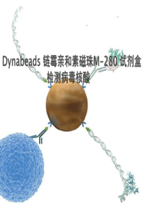 Dynabeads 链霉亲和素磁珠