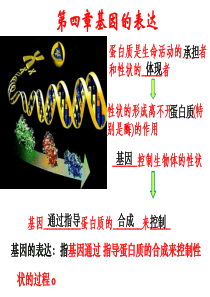 转录翻译动画