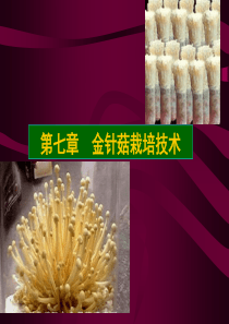 7第七章金针菇栽培技术