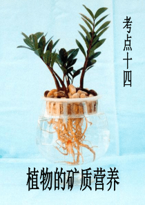 植物的矿质营养