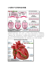 心电图的产生原理与基本测量