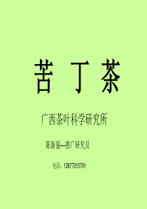 苦丁茶