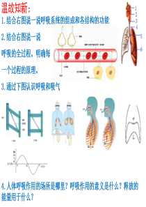 第三节-呼吸保健与急救