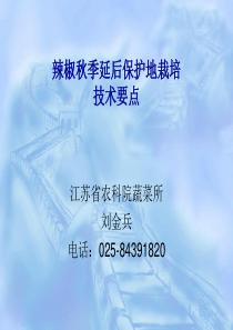 辣椒秋季延后栽培技术要点2