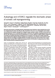 Autophagy and mTORC1 regulate the stochastic phase