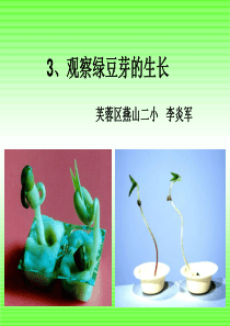 一3观察绿豆芽的生长