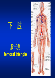 局解(下肢股三角)