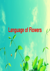 The language of flowers花语