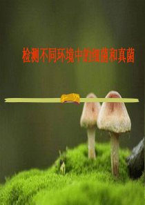 检测不同环境中的细菌和真菌[1]