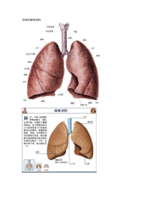 肺部的解剖结构