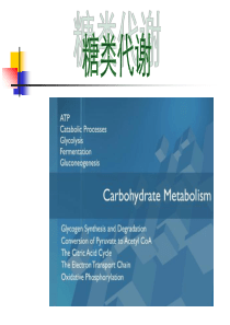 糖类代谢
