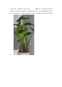 18种室内植物作用