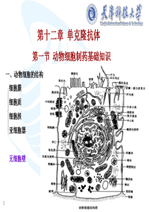 第十二章  单克隆抗体