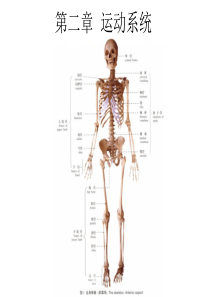 《人体解剖学》课件第二章运动系统