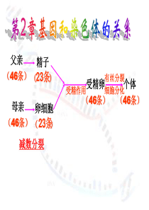 95高中生物减数分裂和受精作用课件人教版必修二