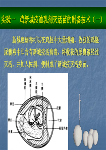 实验一   鸡新城疫疫苗(一)