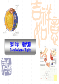 脂类代谢