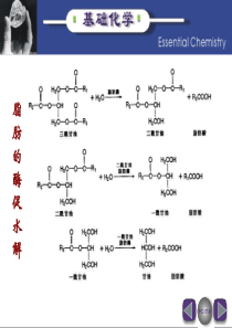 脂肪代谢(九)