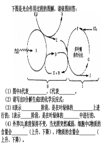 高一生物期末复习