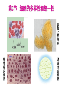 高一生物细胞的多样性和统一性1(1)