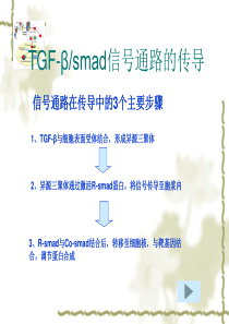 TGF-beta_smad信号通路的传导