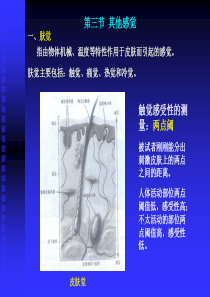 4.实验心理学下_第四讲