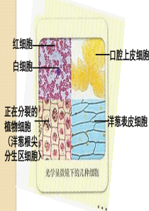 显微镜的使用