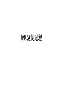 DNA复制过程