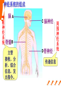 神经调节的结构基础改好