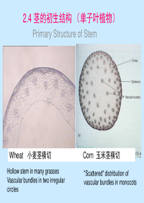 茎的初生结构 (单子叶植物)