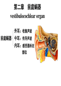 系统解剖学课件-前庭蜗器