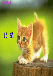 15猫