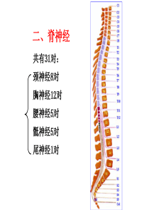 31对脊神经走形与支配