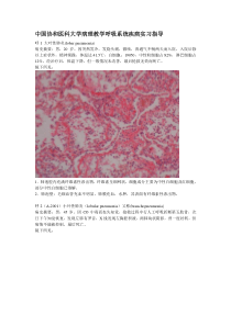 中国协和医科大学病理教学呼吸系统疾病实习指导