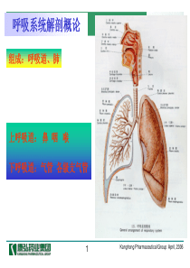 医药代表学术培训-呼吸系统常见疾病