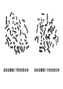 性别决定和伴性遗传---省级示范性高中所用教学课件(1)