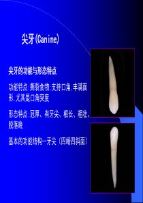 中国医科大学-口腔解剖生理学课件03