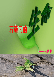 《石缝间的生命》课件