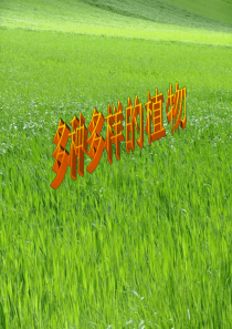 多种多样的植物.PPT