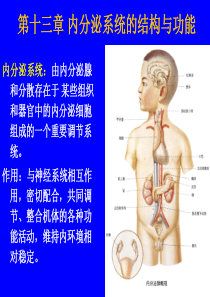 第十三章 内分泌系统的结构与功能